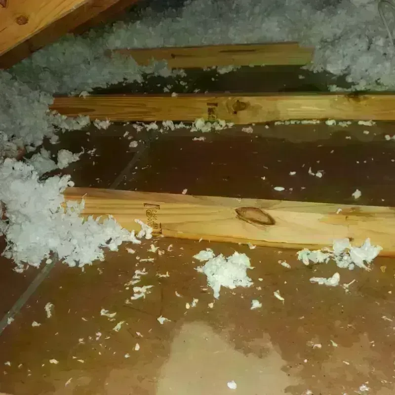 Attic Water Damage in Shell Rock, IA