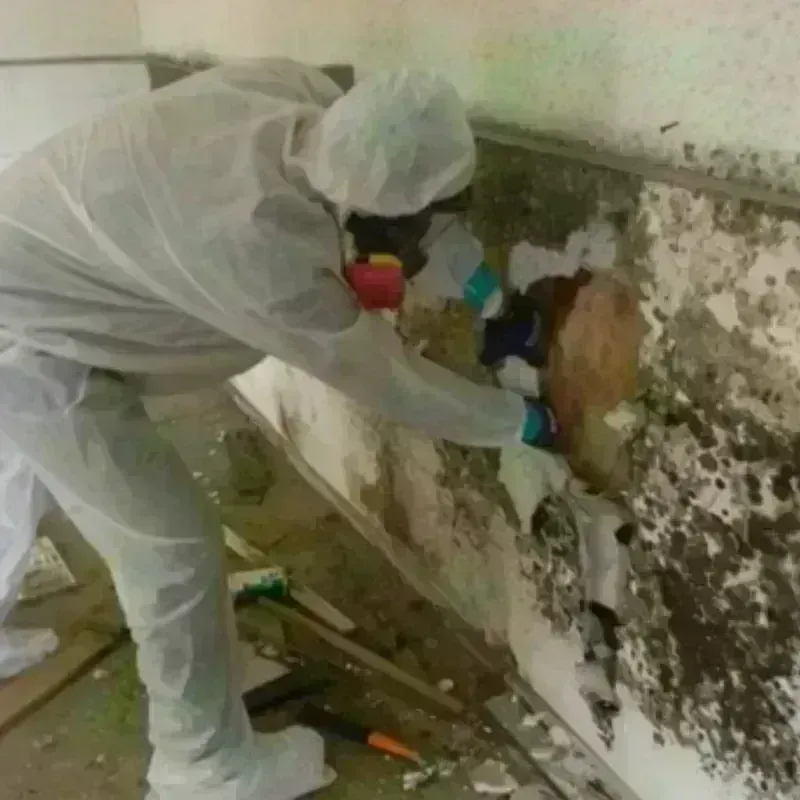 Mold Remediation and Removal in Shell Rock, IA